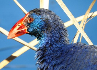 Purple Swamphen (Porphyrio porphyrio)