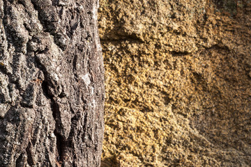 Bark of a tree on a stone background