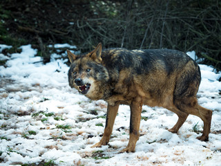 Wolf (Canis lupus signatus) growling