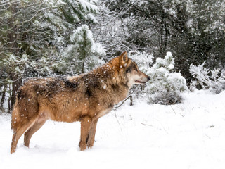 Wolf in the snow in the forest