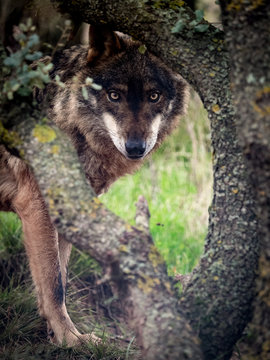 Iberian Wolf (Canis lupus signatus) hidden in the forest