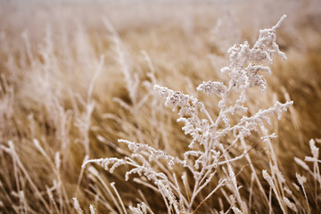 Fototapeta premium Close-up of a frost-laiden wheat field