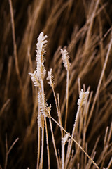Macro of frost on wheat field
