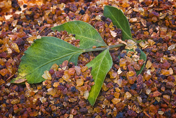 myrrh (Commiphora myrrha)