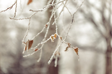Icy tree branch macro