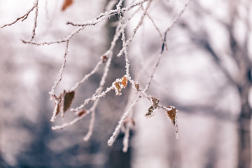 Hoarfrost layered on a branch in winter