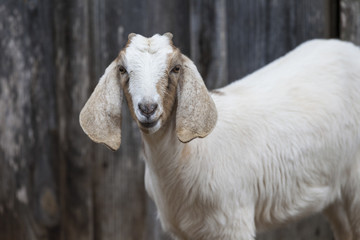 Closeup of beautifully colored goat with long, floppy ears.