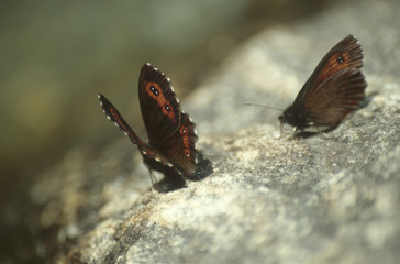 Dancing Butterflies