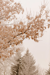 Tree covered in hoarfrost and mist