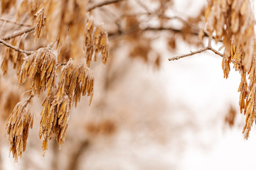 Hoarfrost clinging to yellowing leaves