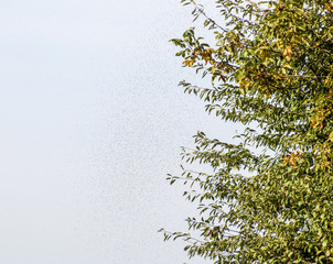 A swarm of ants in the air. Season of reproduction in ants. Winged ants.