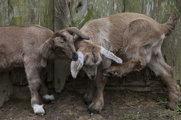 Precious closeup of baby goat nibling on siblings ear.