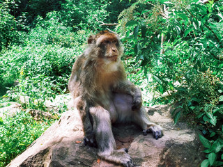Barbary macaque in the forest natural park.