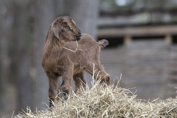 Small brown baby goat eating hay on top of hay bale.