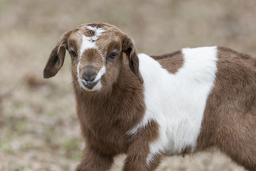 Closeup of interestingly colored baby goat.