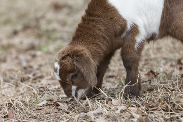 Interestingly colored baby goat grazing in pasture field.