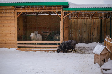 Sheeps in winter yard and barn