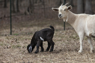 Nanny goat with grazing baby in pasture.
