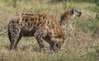 Hyena eating, Africa