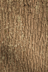 Natural bark of tree texture close - up