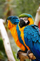 Blue and Gold Macaw