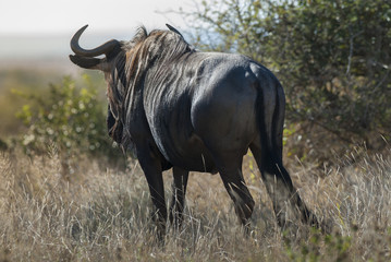Obraz premium Black wildebeest, Africa