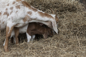 Baby goat imitating mother goat while eating hay.