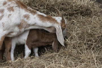 Baby goat imitating mother goat while eating hay.