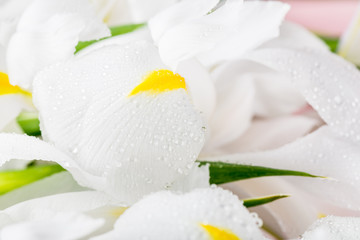 Close up of Beautiful White Iris Flowers