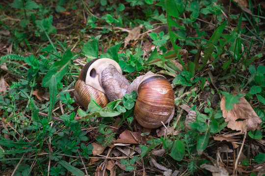Couple grape snails gastropoda copulate in undergrowth forest close-up