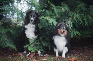 border collie and sheltie dogs sitting together near a green plants