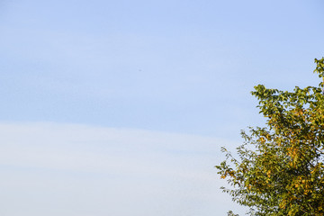 A swarm of ants in the air. Season of reproduction in ants. Winged ants.