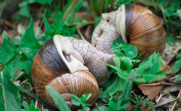 Two grape snails gastropoda copulation in undergrowth forest close-up