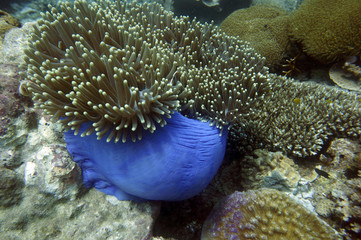Prachtanemone, Mauritiusanemone Heteractis magnifica