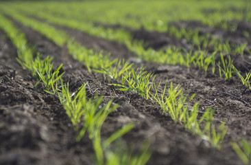 Feed Grass, La Pampa , Argentina