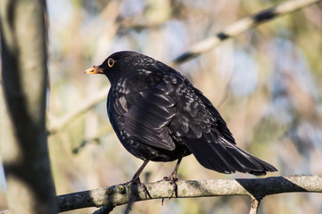 Blackbird looking away