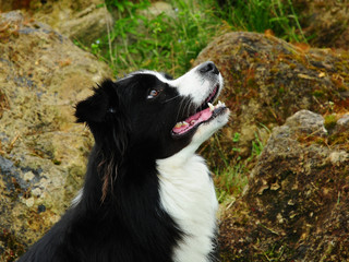 Portrait of border collie dog