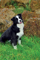 Portrait of border collie dog