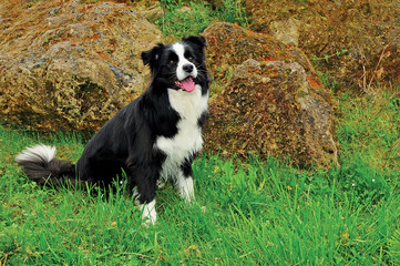 Portrait of border collie dog