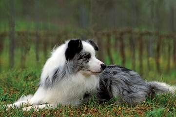 Obraz premium Portrait of border collie dog