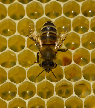 Bees produce wax and build honeycombs from it.