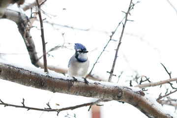 Blue jay sitting on a snowy branch