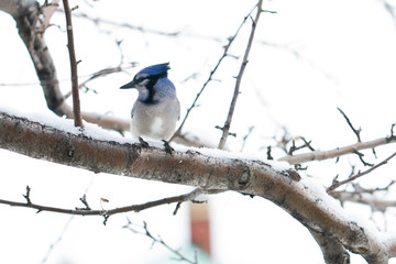 Blue jay resting on snowy branch