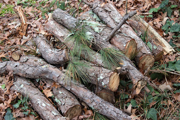 Pine Tree Logs on Leaves