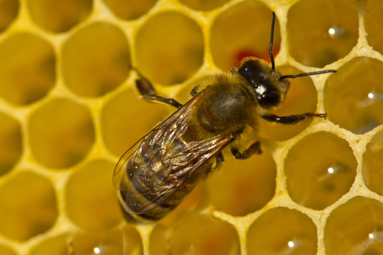 Bees complete work on creating honeycombs.