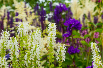 Summer meadow with blooming herbs close-up - natural background