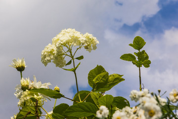 Flower of white wild hydrangea close-up in nature