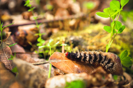 black maggot hairy larva caterpillar with red head