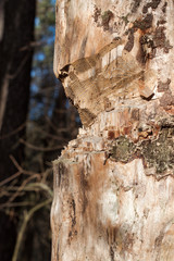 Chopped tree trunk in forest