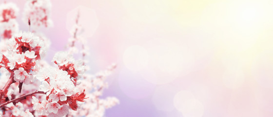 Fototapeta premium Der Frühling ist da!